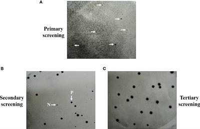 Antibody screening reveals antigenic proteins involved in Talaromyces marneffei and human interaction